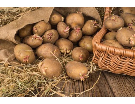 Як правильно підготувати картоплю до посадки?