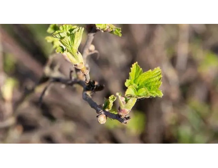 Як позбутися від брунькового кліща на смородині?