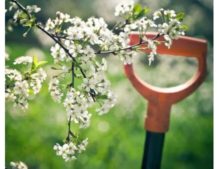 Що робити з плодовими кущами і деревами у травні?