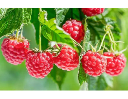 Що робити з малиною навесні?