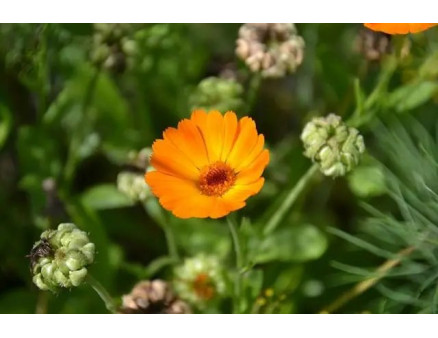 Які квіти посадити у травні?