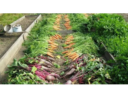 Основні городні роботи в червні. Чим зайнятися на городі в червні?