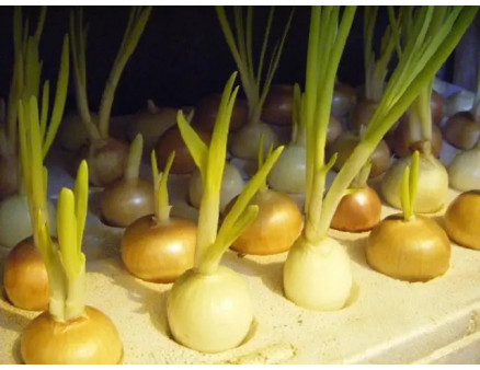 Как вырастить лук на гидропонике дома?