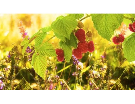 9 секретів хорошого врожаю малини