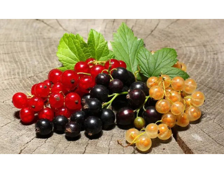 Як доглядати за кущами смородини в середині літа?