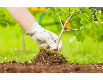 Як швидко і без проблем сформувати новий саджанець від дерева?