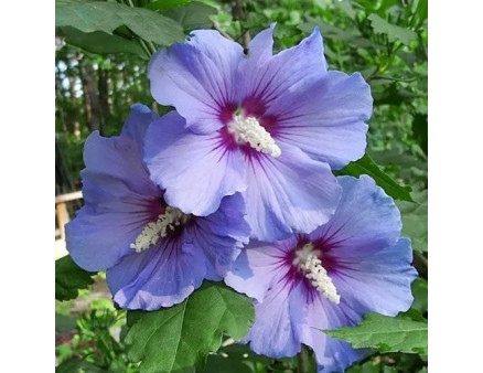 Цвітіння гібіскуса в домашніх умовах: що потрібно знати?