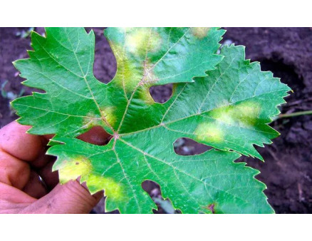 Хвороби винограду та як захистити рослину від них?