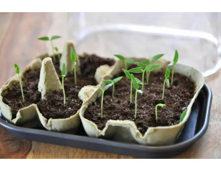 Які помилки можна зробити при вирощуванні розсади?