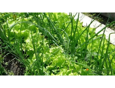 Що можна посадити в серпні на городі?