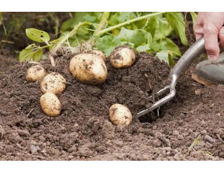 Можно ли копать картошку в августе? Правильная уборка картофеля