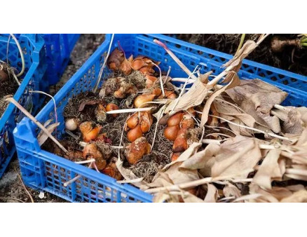 Зберігання цибулин тюльпанів: як це робити?