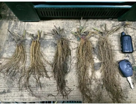 Полуниця (суниця садова) по технології Frigo (фріго): переваги та недоліки