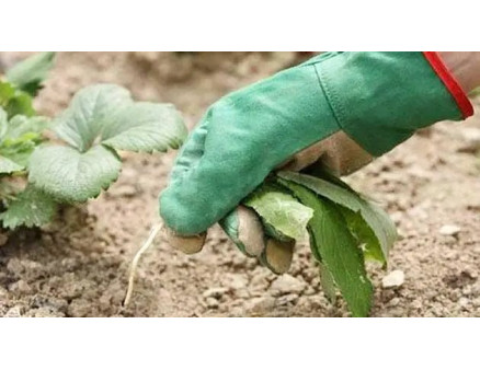 ? ТОП 7 помилок при вирощуванні полуниці