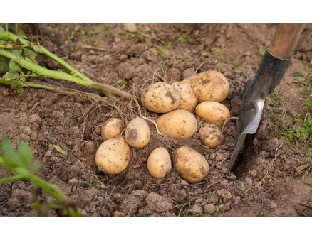 Когда следует копать картошку? Рекомендации по сбору урожая