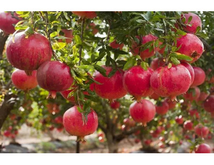 Як виростити гранат своїми руками? Корисні поради та рекомендації