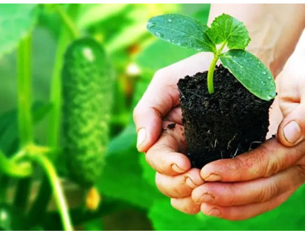 Як правильно сіяти дрібне насіння?