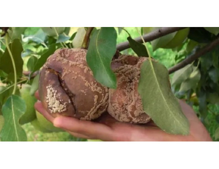 Як захистити персик від хвороб та шкідників?