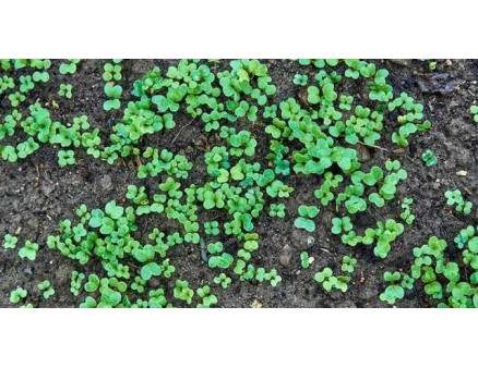 Які сидерати потрібно сіяти восени?