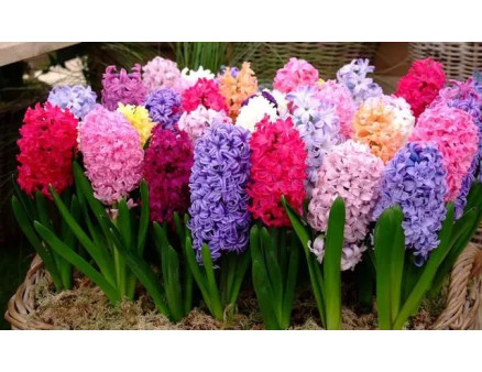 Особливості посадки гіацинтів у відкритий грунт восени