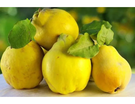 Айва: збір врожаю та особливості зберігання плодів