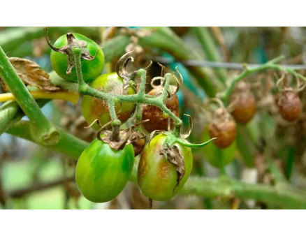 Обробка грунту від фітофтори восени