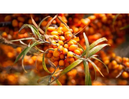 Як правильно збирати обліпиху?