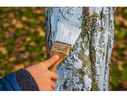 Особливості осінньої побілки дерев