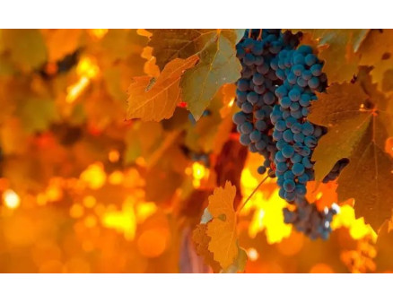 Як правильно підготувати виноград до зими?