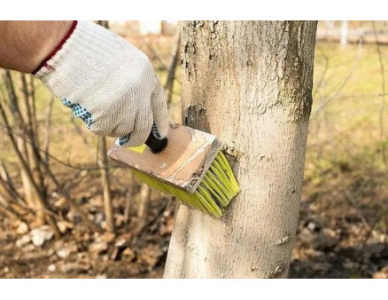Що потрібно зробити на городі та в саду в листопаді?