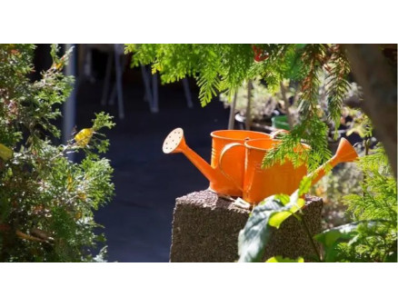 Підготовка хвойних до зимівлі