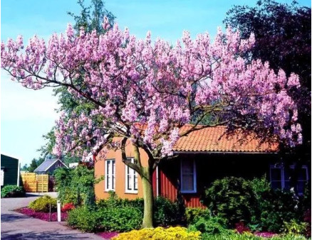 Особливості вирощування павловнії та догляд за нею