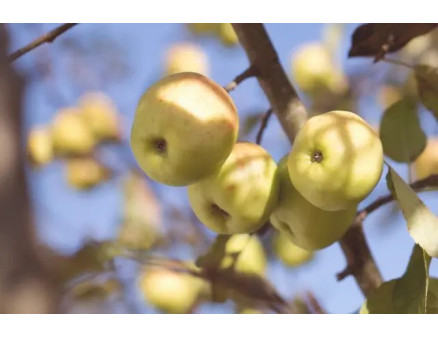 Як правильно зберігати яблука взимку?