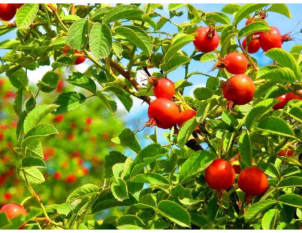 Заготовка шипшини на зиму