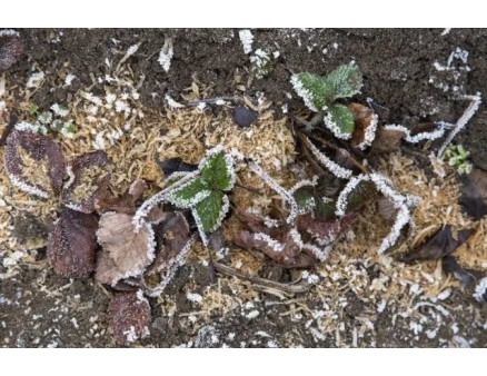 Чому взимку замерзає полуниця та як цього уникнути?