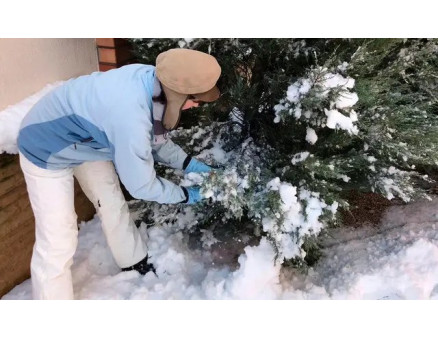 Як доглядати за хвойними взимку?
