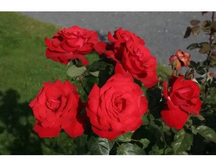 Найбільш морозостійкі сорти троянд