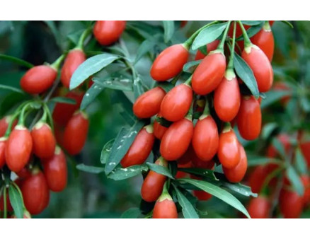 Особливості вирощування годжі