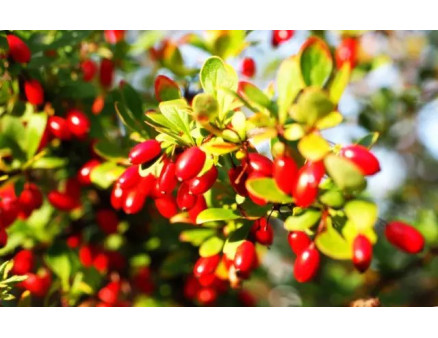 Особливості посадки та вирощування кизилу