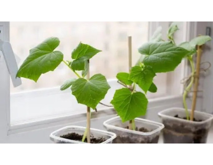 Вирощування огірків на підвіконні: посадка, догляд, рекомендації