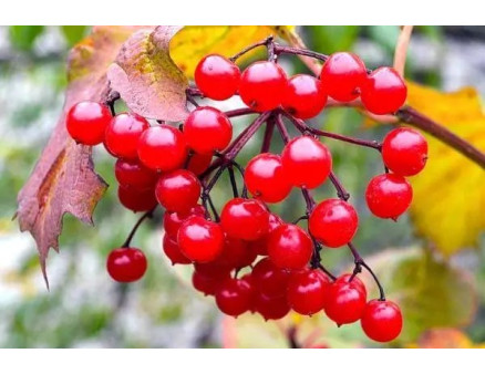 Калина на дачі: коли збирати ягоди та що з ними робити?