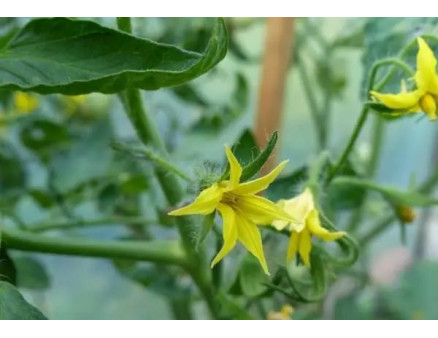 ? Що робити, якщо розсада помідорів зацвіла до висадки в грунт?