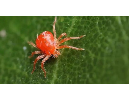 Методи боротьби з павутинним кліщем на трояндах