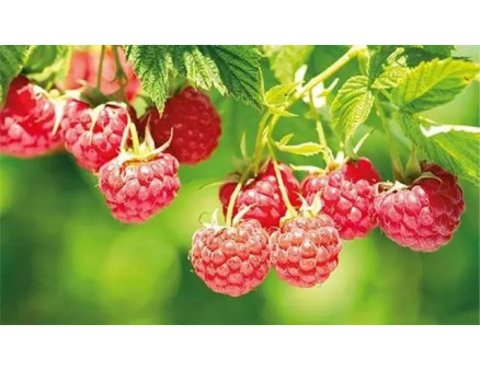 Програма живлення малини добривом Yara