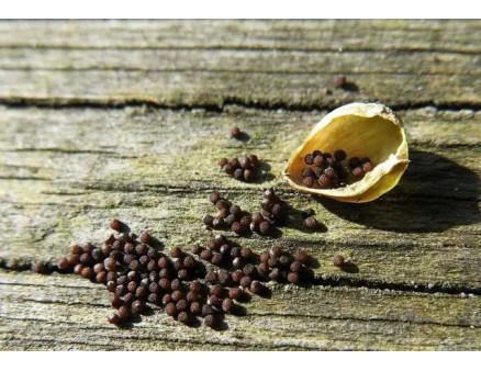 Особливості вирощування петунії з насіння в домашніх умовах