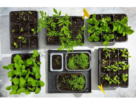 Насіння розсади не зійшло. В чому причина?