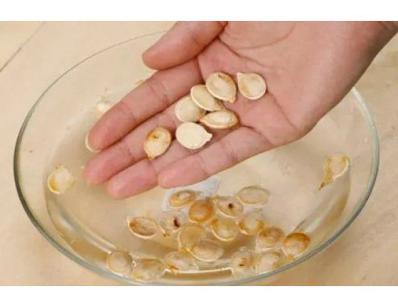 У чому краще замочувати насіння перед посадкою?