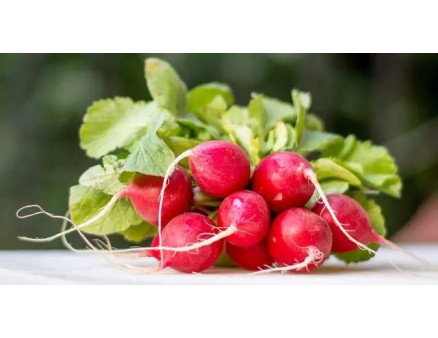 Як окріп допоможе отримати ранній урожай редиски?
