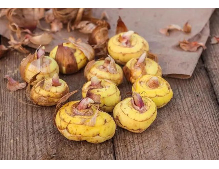 Що робити у квітнику на початку весни?