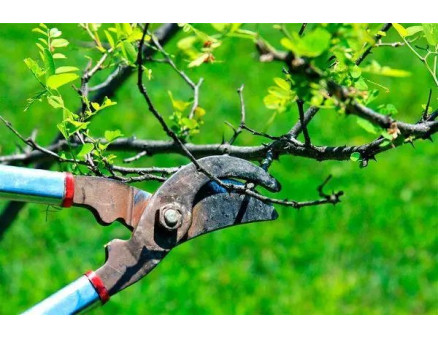 Перша весняна обробка саду